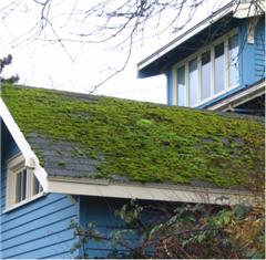 Here, a mossy roof is trapping moisture on the structure.